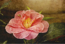 La culla del dècoupage 1571 0 la_ culla_del_decoupage